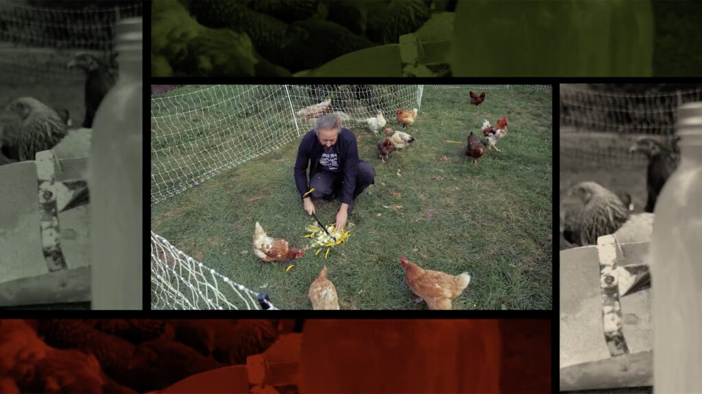 Dominic Lamontagne nourrit des poulets. Dominic Lamontagne feeding chickens.